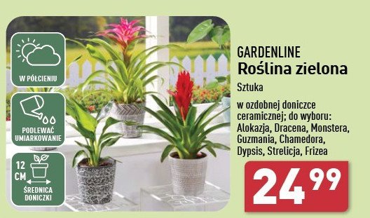 Chamedora don. 12 cm GARDEN LINE promocja