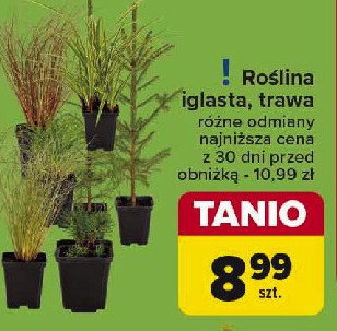 Roślina iglasta promocja