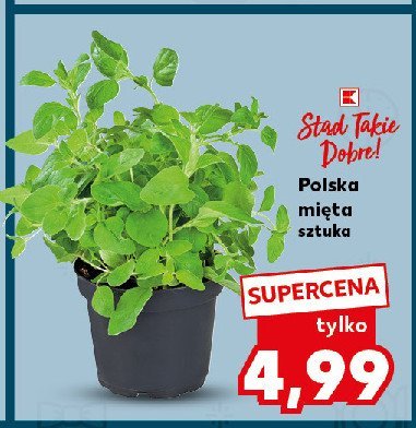 Mięta K-classic stąd takie dobre! promocja