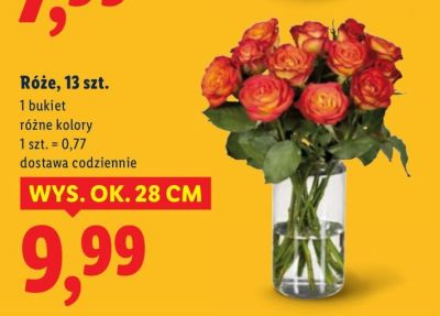 Róże, 13 szt. promocja w Lidl