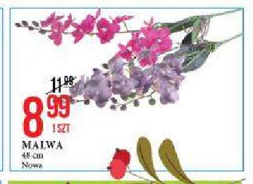 Malwa promocja