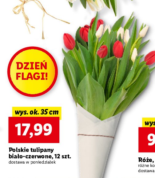 Tulipany biało-czerwone 35 cm promocje