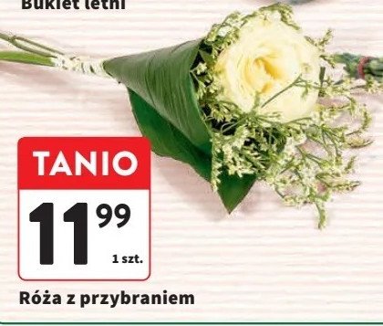 Róża z przybraniem promocja