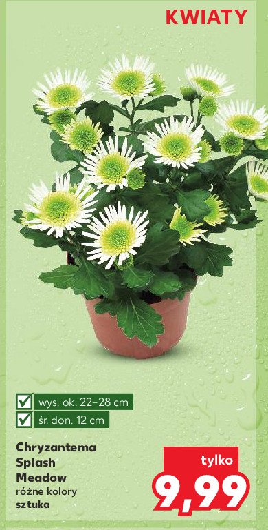 Chryzantema splash meadow don. 12 cm promocja w Kaufland