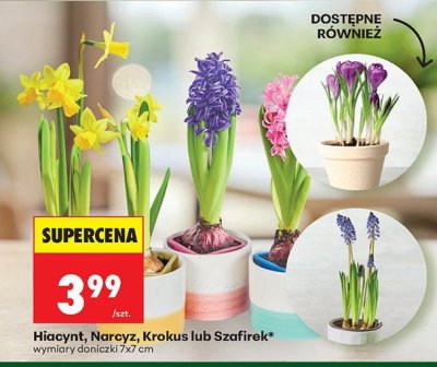 Roślina Hiacynt, Narcyz, Krokus lub Szafirek wymiary doniczki 7x7 cm promocja w Biedronka