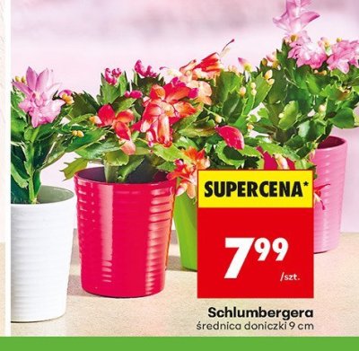 Od czwartku, Z ladą tradycyjną, strona 17 promocja w Biedronka