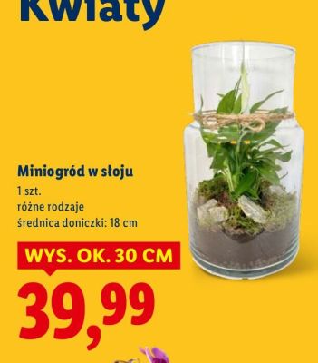 Miniogród w słoju promocja w Lidl