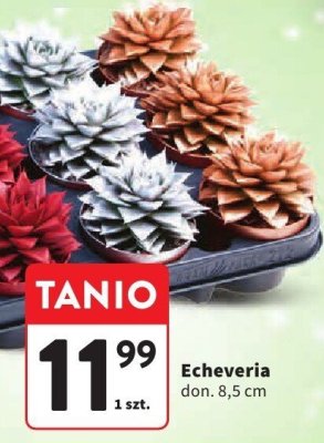 Echeveria don. 8,5 cm promocja w Intermarche