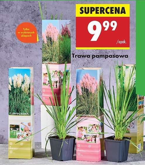 Trawa pampasowa promocja