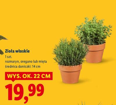 Zioła włoskie promocja w Lidl