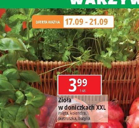 Mięta xxl promocja