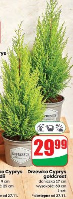 Drzewko Cyprys goldcrest 17 cm promocja w Dino