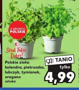 Kolendra K-classic st膮d takie dobre! promocja