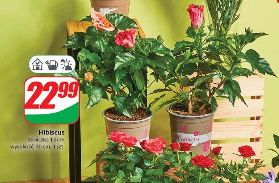 Hibiscus promocja