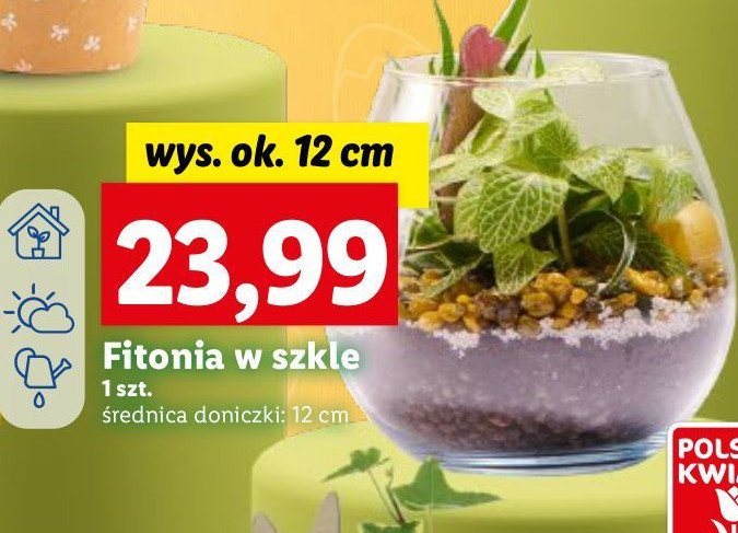 Fitonia w szkle 艣r 12 cm promocja