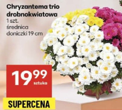 Chryzantema promocja w Delikatesy Centrum