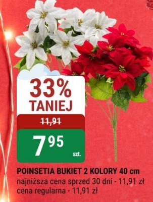 Poinsetia bukiet 2 kolory 40 cm promocja w bi1
