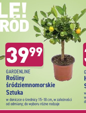 Roślina śródziemnomorska 15-18 cm promocja