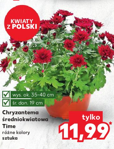 Chryzantema średniokwiatow time promocja