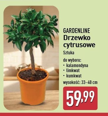 Kalamondin GARDEN LINE promocja