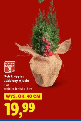 Polski cyprys zdobiony w jucie 1 szt. promocja w Lidl