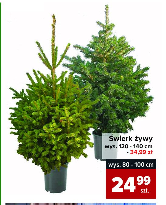 Świerk żywy w doniczce 120 - 140 cm promocja