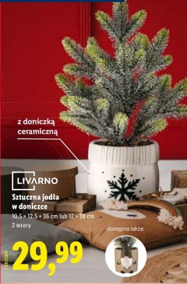 Sztuczna jodła w doniczce LIVARNO promocja w Lidl