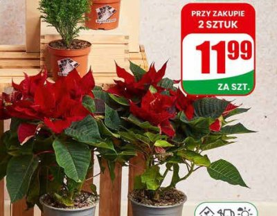 Gwiazda betlejemska doniczka 12 cm wysokość: 20 cm promocja w Dino