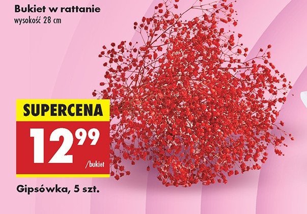 Gipsówka promocja