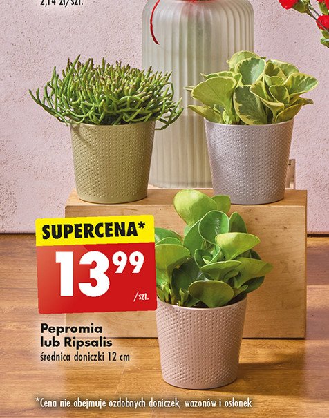 Peperomia 12 cm promocja