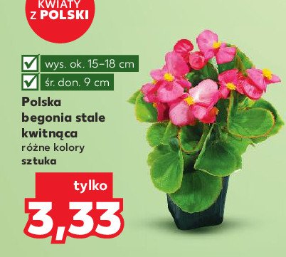 Begonia doniczka śr. 9 cm promocja