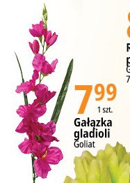 Gladiola Goliat promocja