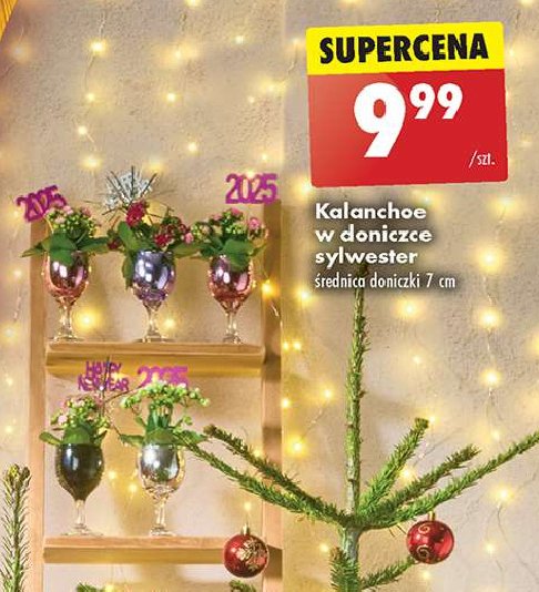 Kalanchoe mini w doniczce 7 cm promocja