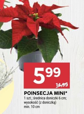 Poinsecja mini promocja w Stokrotka