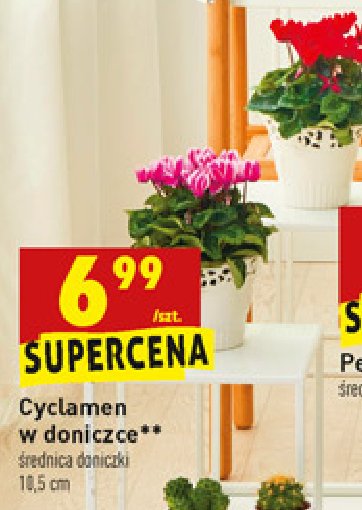 Cyclamen promocja