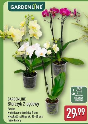 Storczyk 2-pędowy   promocja w Aldi