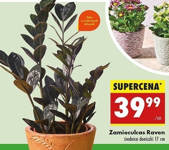 Zamioculcas raven promocja