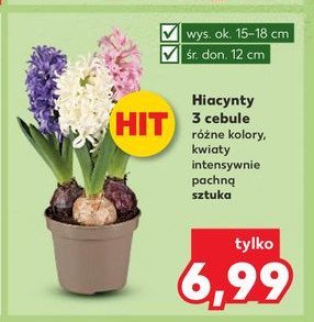 Hiacynt 3 cebule promocja w Kaufland