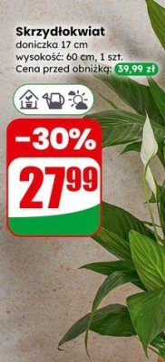 Skrzydłokwiat doniczka 17 cm wysokość: 60 cm promocja w Dino