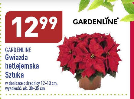 Gwiazda betlejemska don. 12 cm Garden feelings promocja