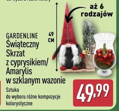 Amaryllis w szklanym wazonie promocja w Aldi