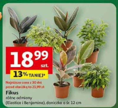 Fikus różne odmiany (Elastica i Benjamina) doniczka o śr. 12 cm promocja w Auchan