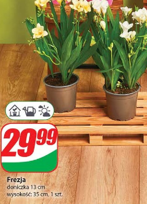 Frezja don. 13 cm promocja w Dino