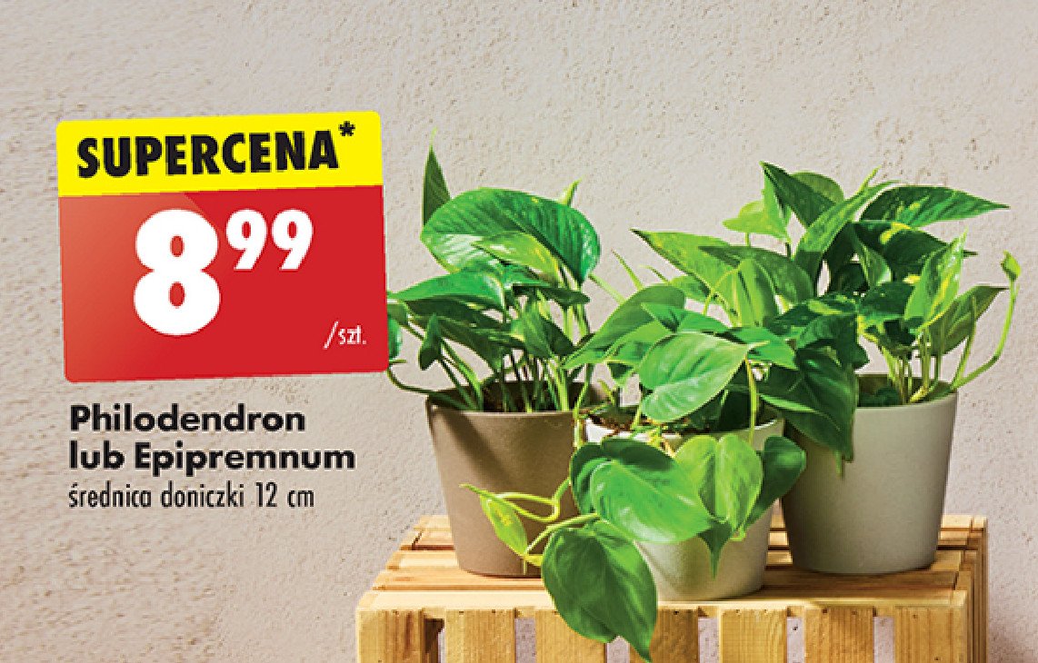 Philodendron promocja