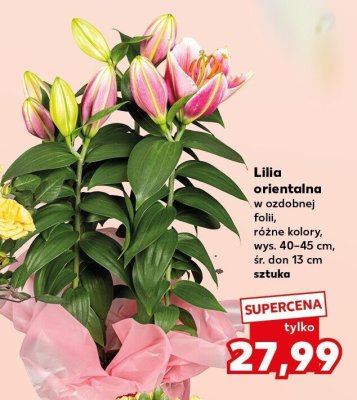 Lilia orientalna w ozdobnej folii, różne kolory promocja w Kaufland