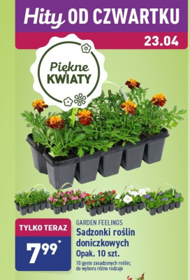Sadzonki ro艣lin doniczkowych Garden feelings promocja