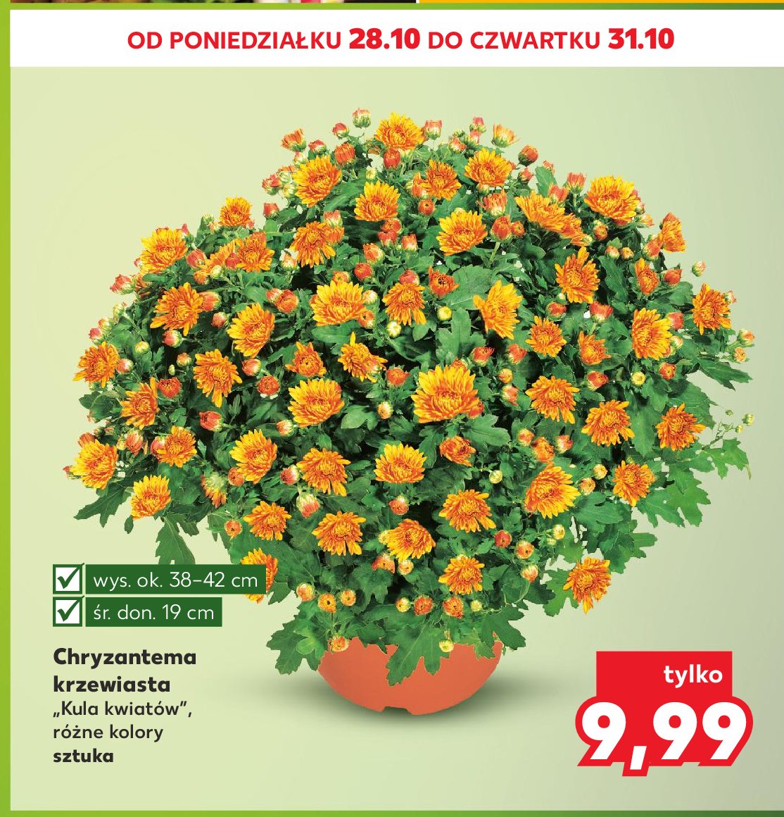 Chryzantema krzewiasta premium 19 cm promocja