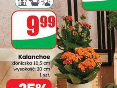 Roślina Kalanchoe promocja w Dino