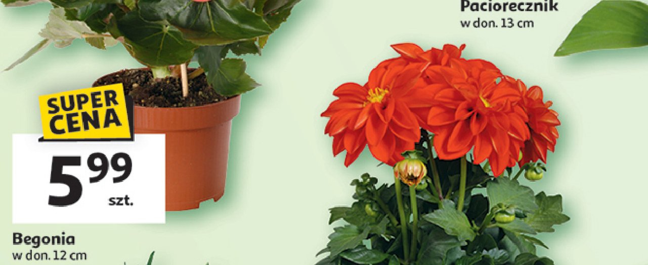 Begonia 12 cm promocja