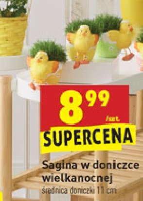 Sagina w ceramicznej doniczce promocja